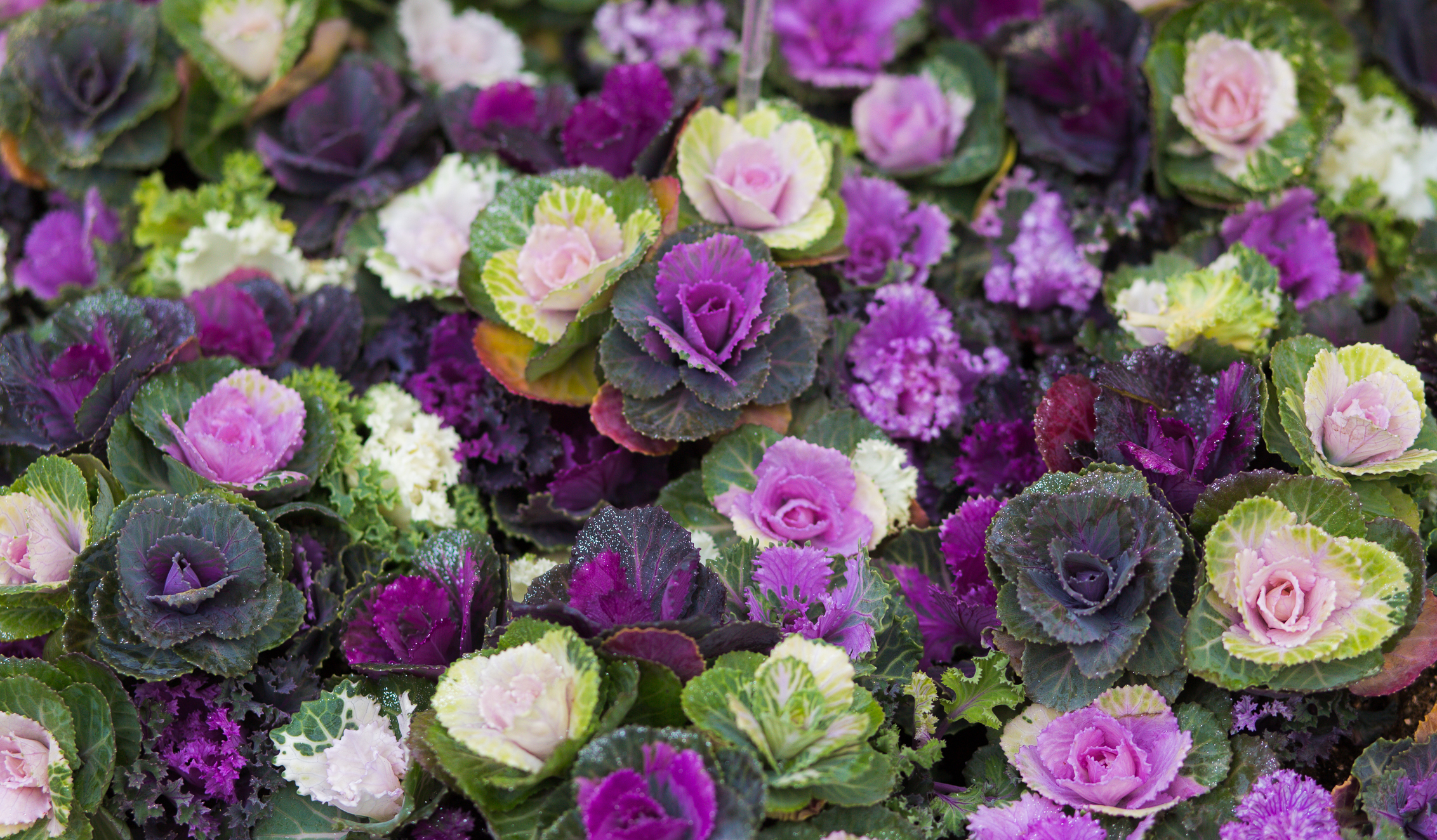 Fall Wedding Flowers | Kale Wedding Bouquet