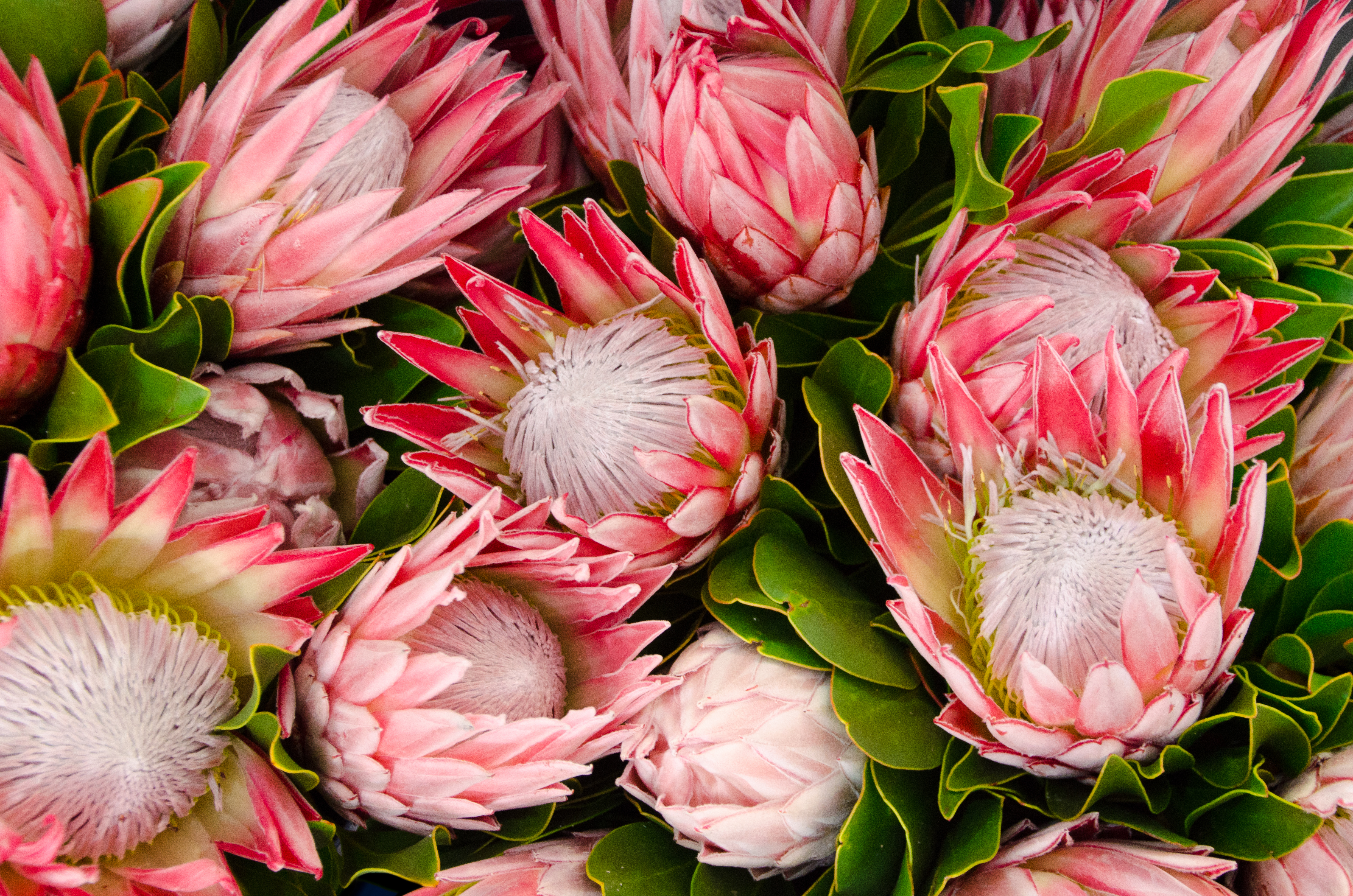 Fall Wedding Flowers | Protea Wedding Bouquet