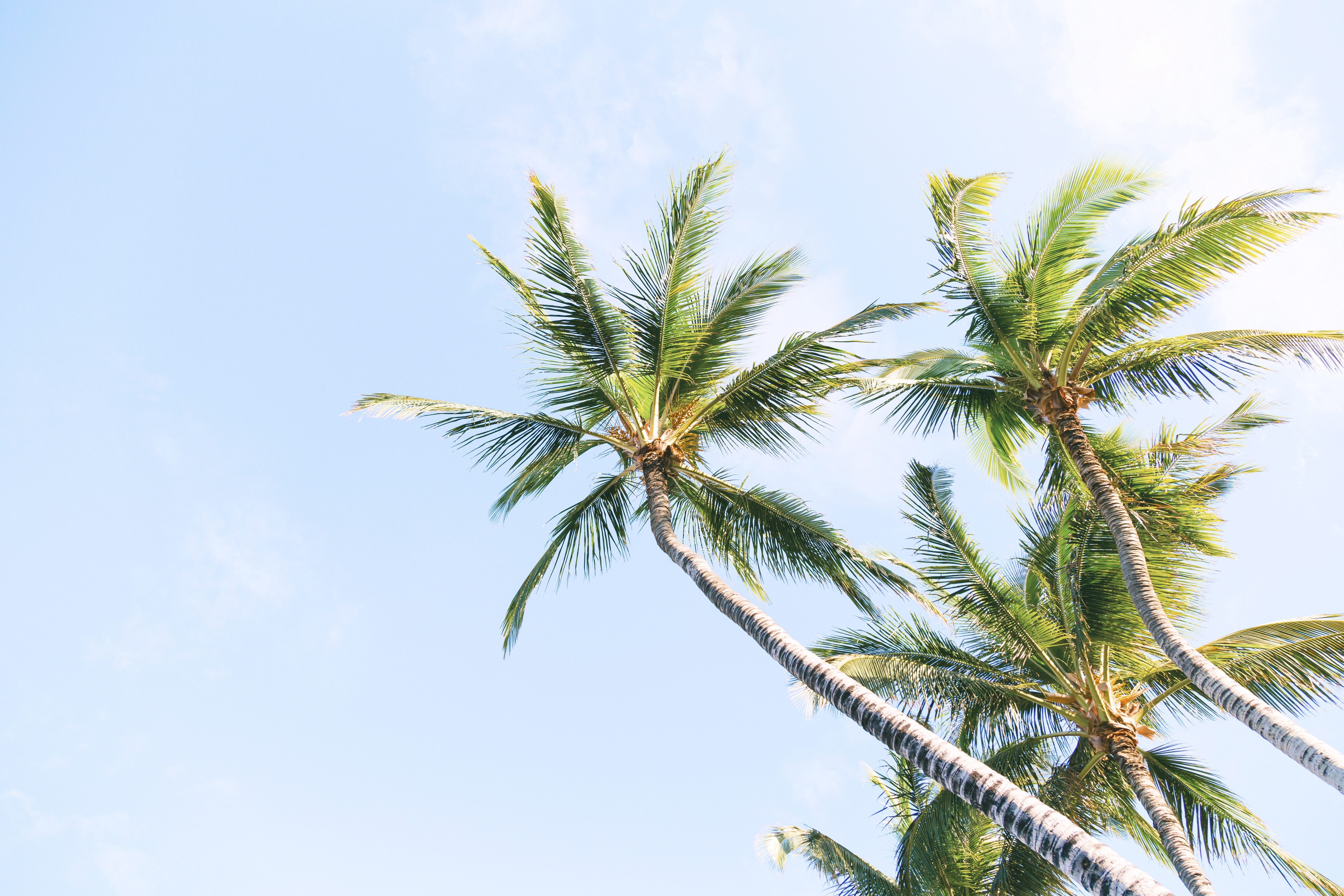 Palm trees against blue skies