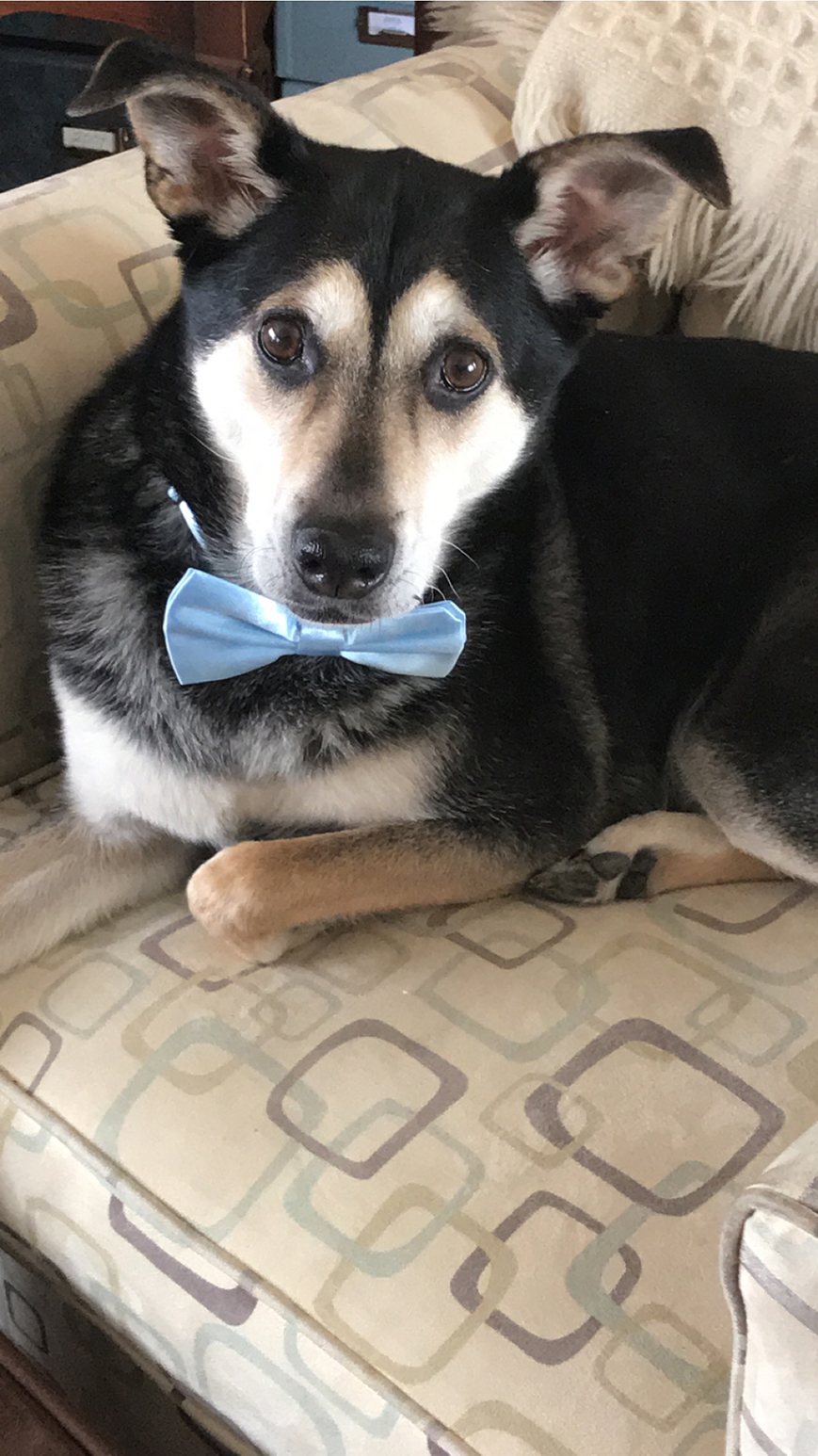 The newlywed's dog, Striker wearing a bow tie.