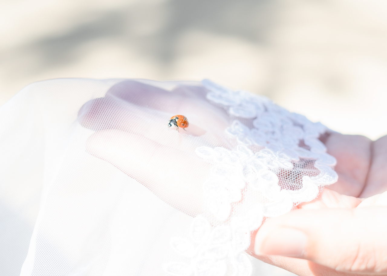 ladybug on veil